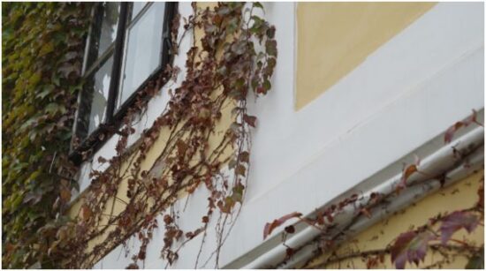 Wash Surfaces and Remove Organic Growth