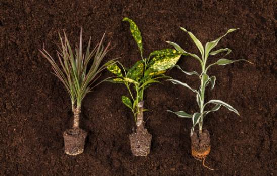 Go for drought-tolerant plants