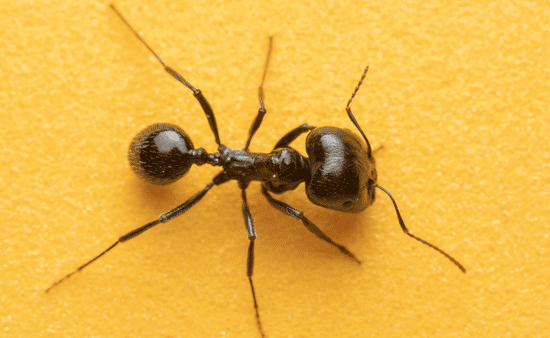 Ants That March in Fast and Large Numbers