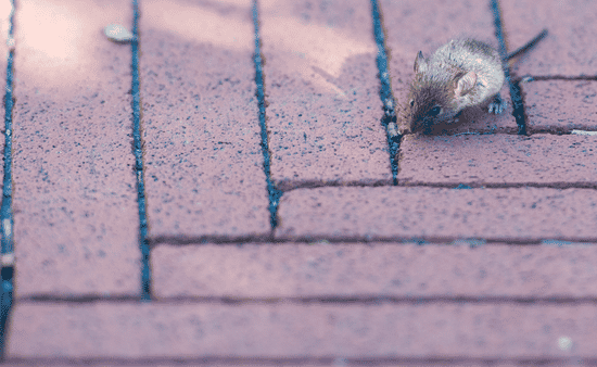 Rodents That Slip Into Attics, Garages, and Walls